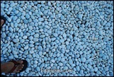 DSC_4232