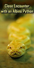 crocolandia-python crocolandia-python