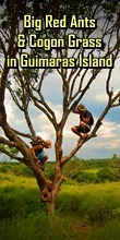 guimaras guimaras